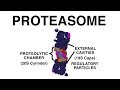 THE PROTEASOME, UBIQUITINATION, AND PROTEIN DESTRUCTION