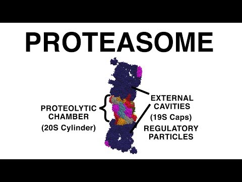 Video: Waar is proteasome geleë?