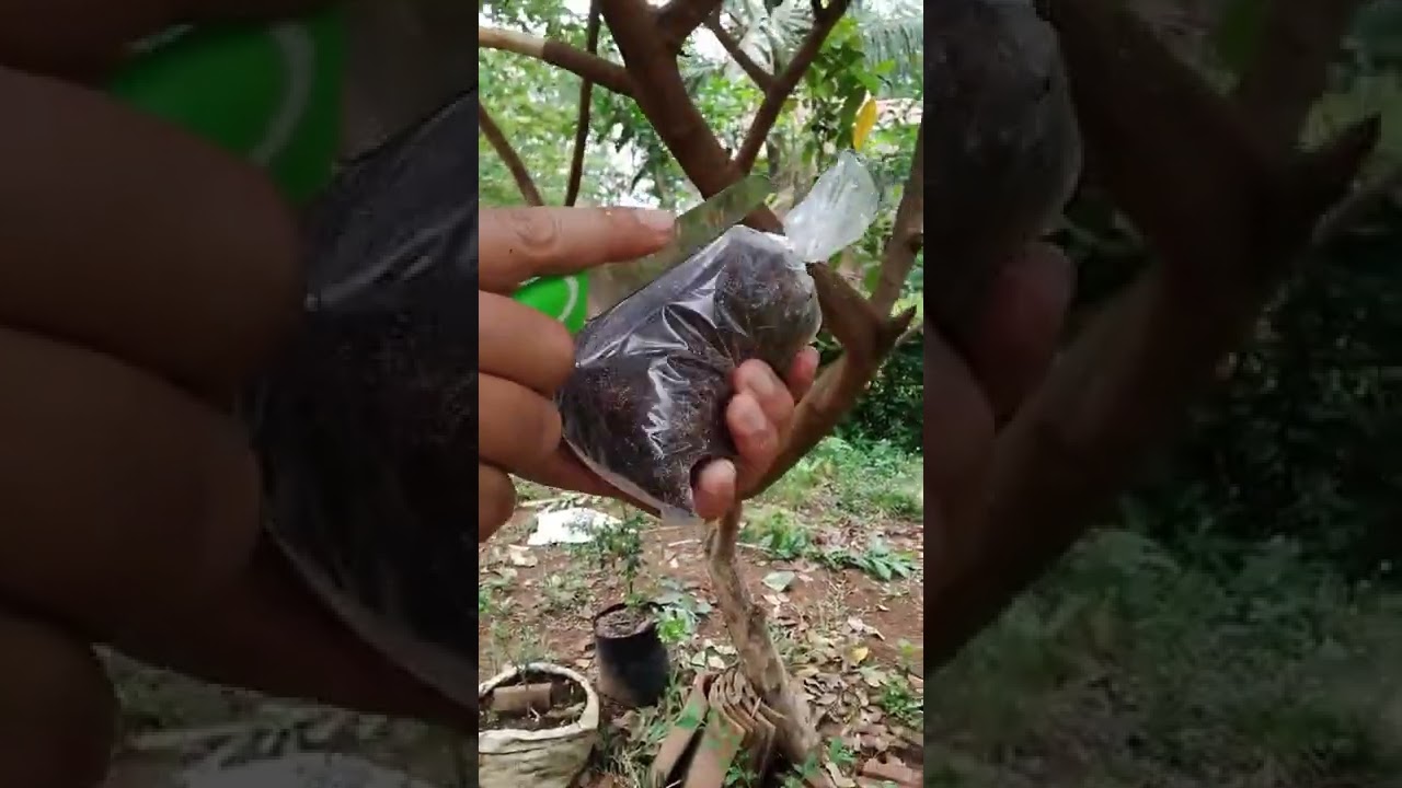 CANGKOK KELENGKENG MEDIA COCOPEAT