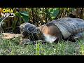 AMAZON SURVIVAL | Inside the World’s Most Dangerous Jungle | Nature Animal Documentary