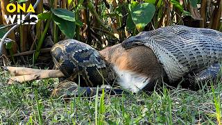 AMAZON SURVIVAL | Inside the World’s Most Dangerous Jungle | Nature Animal Documentary