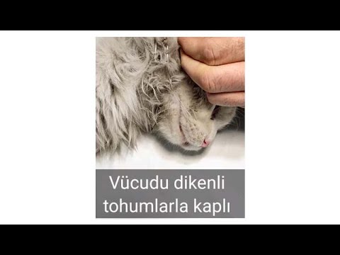 Video: Kedi Ekmeği, Ekmek Diliminden Sonra En İyi Şey!