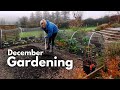 Kitchen garden tidying moving chamomile and potato harvests kerrs pinksarpo mira