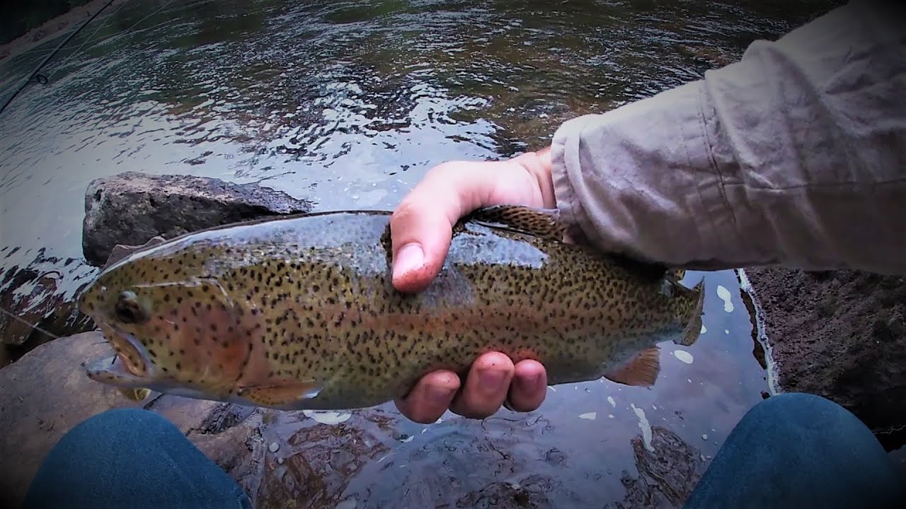 West Virginia Trout Fishing WORMS catch BIG RAINBOWS!!! Part 1 YouTube