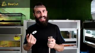 Very Rare Blue Albino Argentine Tegu