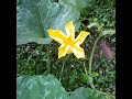 my pumpkins #natural noises #home garden #happy morning vibe