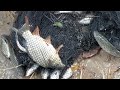 unique underwater fishing | best Fishing video | best catching fish
