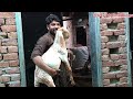 The Kid Who Thinks He’s a Goat #shorts video #goat care #goat health