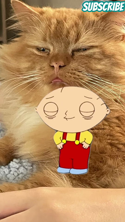 #richard #cat #catlover #funny #mewhenigetanewphoto