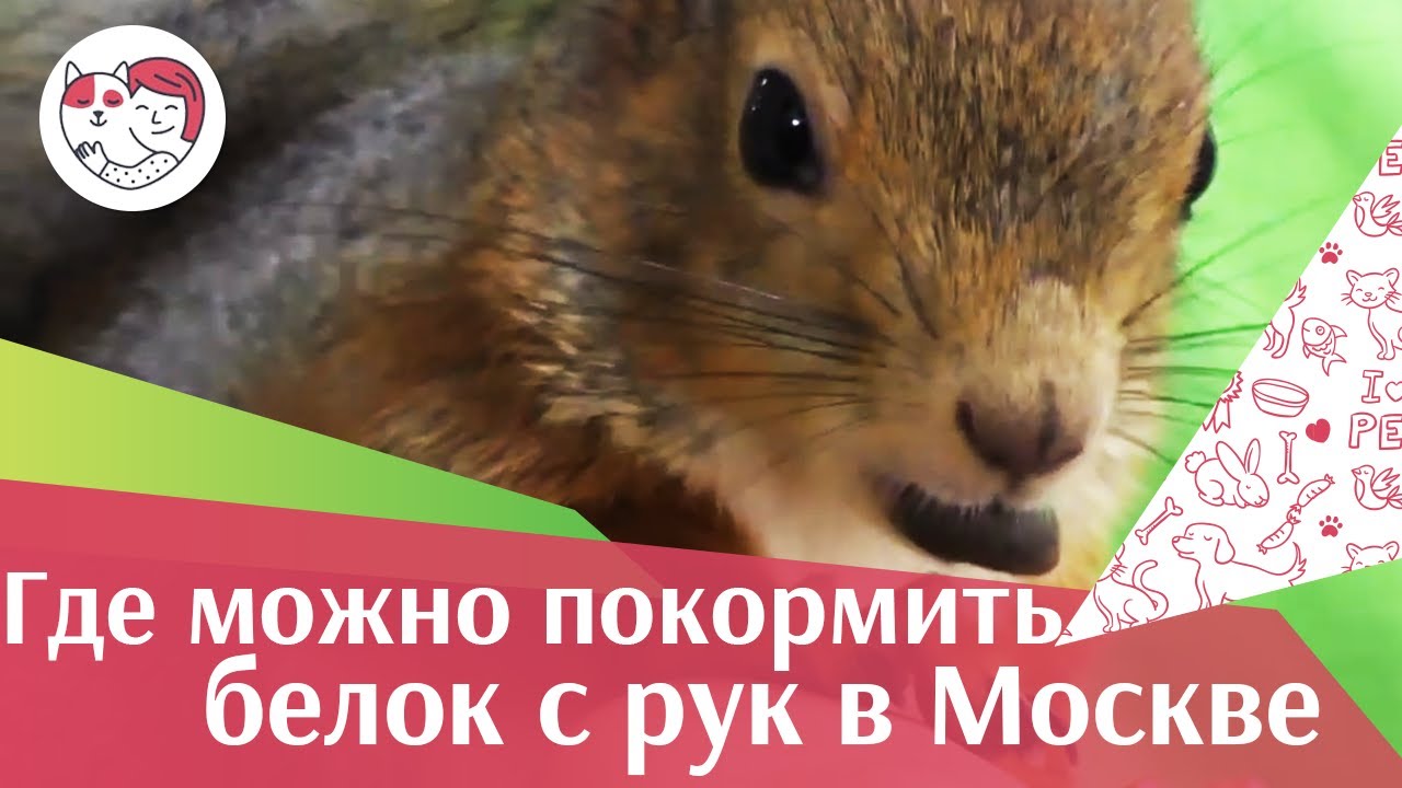 питомцы кукол лол 4 парка Москвы, в которых можно покормить белок с рук на ilikepet