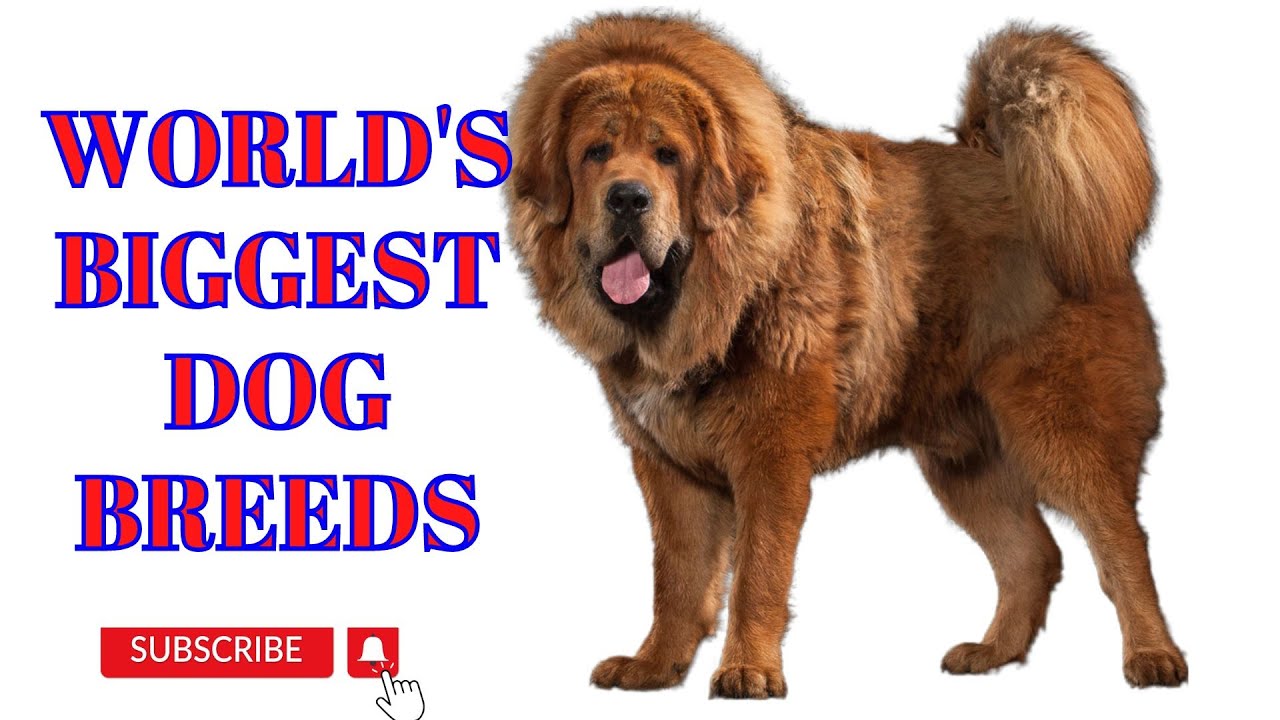 world-s-biggest-dog-breeds-youtube