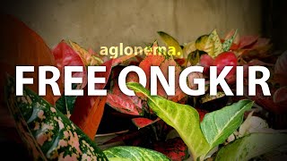 Obral Aglonema Murah Free Ongkir  Cocok Untuk Dijual Kembali