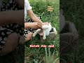my cute 🥰 rabbit giving birth #mycuterabbit #khargosh #shorts
