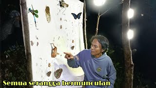 MEMASANG LAYAR DI TENGAH HUTAN ‼️ Berbagai macam serangga kumpul kebo di sini