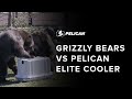 Grizzly Bears vs Pelican Elite Cooler