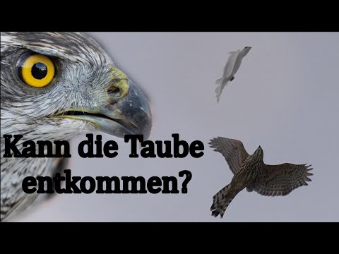 Хищная птица гонится за голубем над нашей головой | Ястреб против голубей