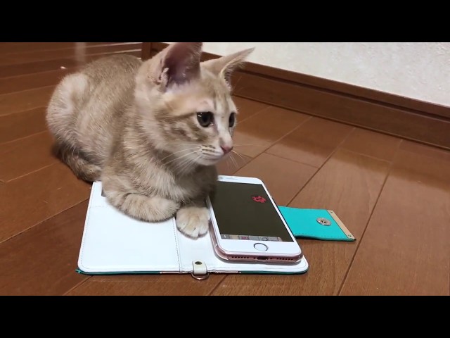 自分のスマホだと思っている子猫がかわいい　　Kitten says it is her smartphone