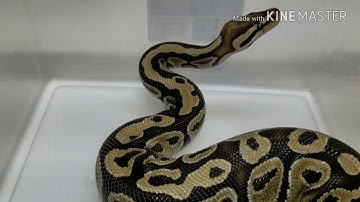 The Fire Ball Python Morph