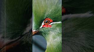 White cheeked turaco