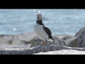 Help celebrate and protect the bay of fundy  conservation council of nb