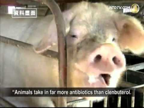 China's Antibiotic Abuses in Livestock