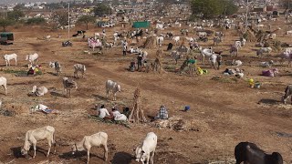 चडचन यात्रा 2023 / khillar cow