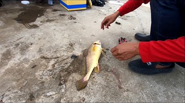 Câu cá cầu Mỹ lợi /câu được cá sửu vàng /fishing in Vietnam.