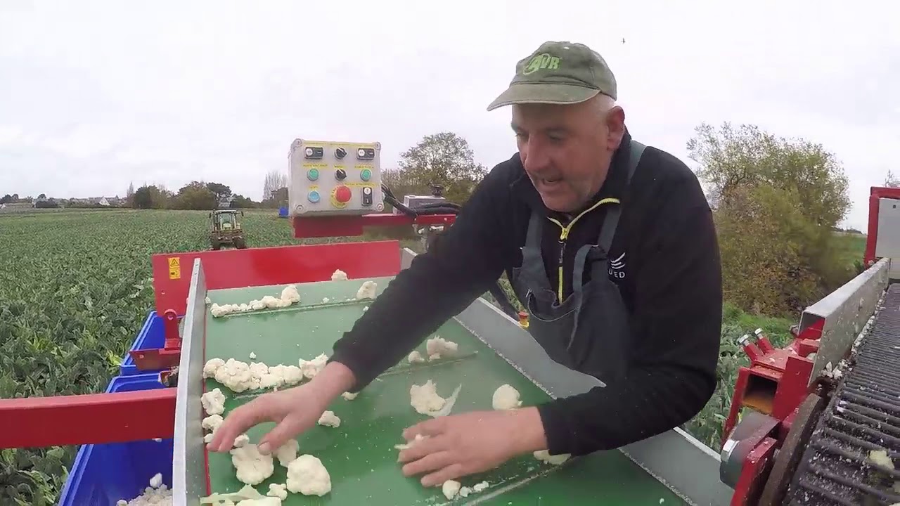 Egrenage de choux fleur