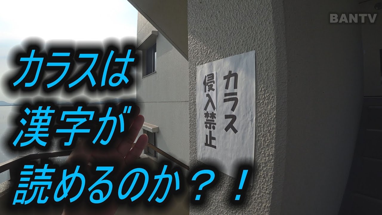 そんなばかな カラスは漢字が読めるのか Youtube