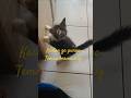 tak punya teman bermain.#cat #fypシ゚viral #anakkucing