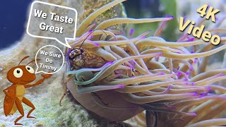 Sea Anemone Eating Live Cricket (4K VIDEO)