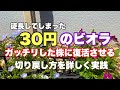 【正しい花の仕立て方】30円の徒長したビオラを切り戻して仕立て直します!