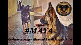 Croissance berger allemand 1 mois jusqu'à 4 ans #maya