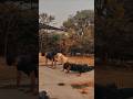 push-up challenge I win new video #viral #love #shortvideo #trending #challenge