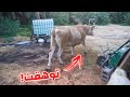 البقرة الجديدة هربت من المزرعة وماقدرت امسكها !!