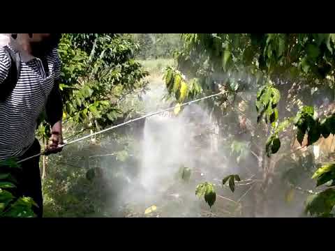 How Are Coffee Plants Sprayed With Pesticides