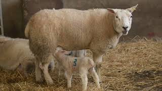 The importance of colostrum at lambing time