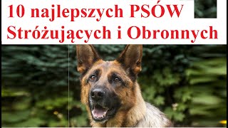 10 najlepszych Psów Stróżujących i Obronnych screenshot 5
