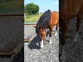 Mai 2018 - Capi bekommt eine Wippe - Teil 1 von 2 Mai 2018 - Capi bekommt eine Wippe - Teil 1 von 2