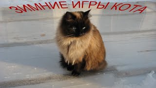 Зимние игры кота. Cat winter games.