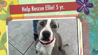 We need your help to save Ellie! 5 years old by loveglacier1 128 views 2 weeks ago 1 minute, 34 seconds
