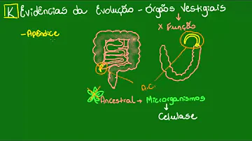 Como os órgãos vestigiais podem explicar a evolução dos seres vivos?
