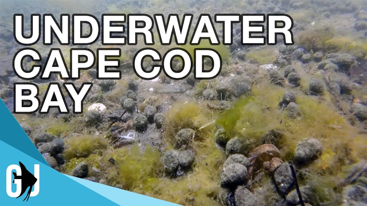 Underwater GoPro Cape Cod Bay Shallow Water Kayak Trip YouTube