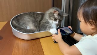 娘に撮影される猫　ノルウェージャンフォレストキャットA cat photographed by her daughter. Norwegian Forest Cat.