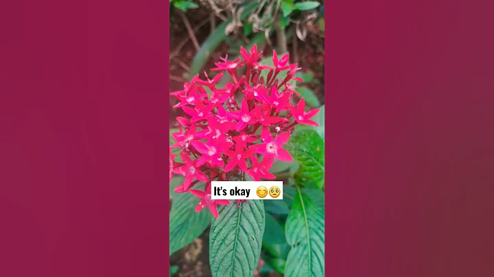 Flowers need time to bloom. So do you!😍🍂🍁 #motivation #inspiration #autumn #fall #flowers #nature - DayDayNews