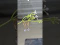Trendy earrings✨Wa-9054630774 #shortvideo #earrings #jewellery #diamondearrings #antitarnish