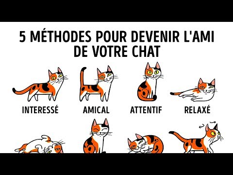 Vidéo: Comment Comprendre Un Chat