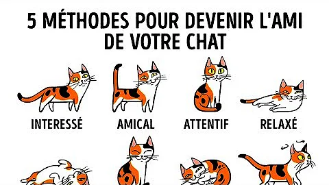 Comment Interpreter Le Comportement D Un Chat