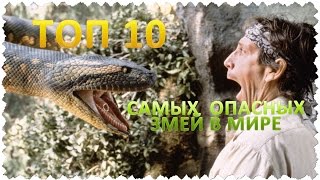 ТОП 10 Самых опасных змей в мире