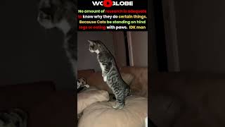 Cats be doing random shi